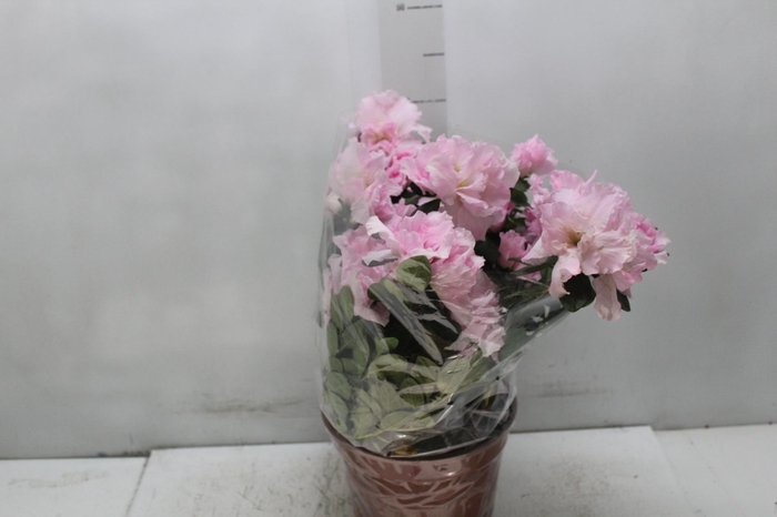 <h4>AZALEIA P20</h4>