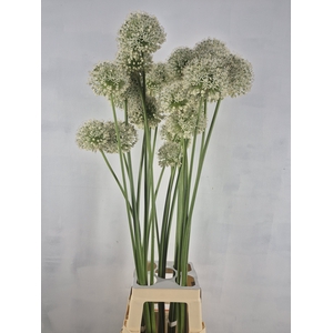 ALLIUM WIT WILD