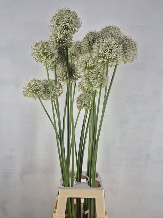 <h4>ALLIUM WIT WILD</h4>