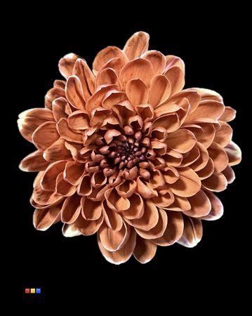 <h4>Chr T Altaj Browny</h4>