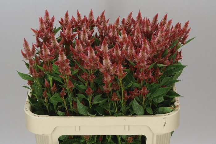 <h4>Celosia Sp Celway Salmon</h4>