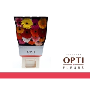 Gerbera Mix 4 kleuren Diamond