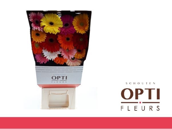 <h4>Gerbera Mix 4 kleuren Diamond</h4>