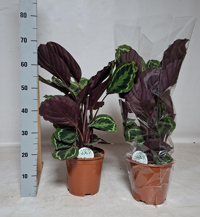 <h4>CALAT MEDALLION</h4>