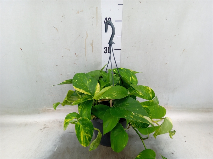 <h4>Epipremnum pinn.   HG</h4>