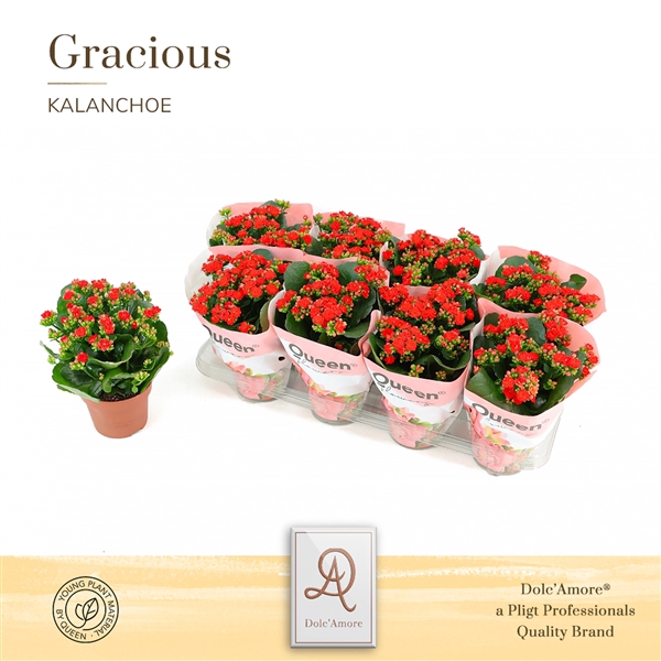 <h4>Kalanchoe Noelle P12 Queen</h4>