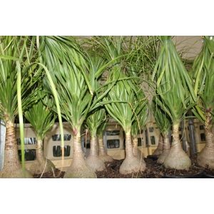 BEAUCARNEA P24