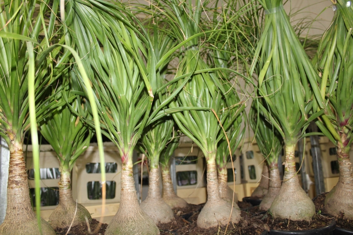 <h4>BEAUCARNEA P24</h4>