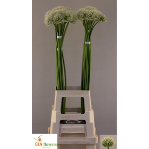 ALLIUM MOUNT EVEREST