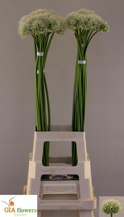 <h4>ALLIUM MOUNT EVEREST</h4>