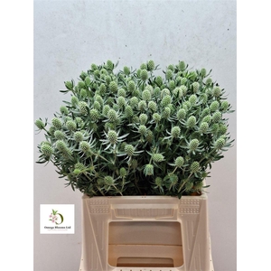 ERYNG PLANUM WHITE GLITTER