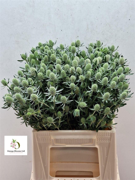 <h4>ERYNG PLANUM WHITE GLITTER</h4>