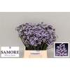 Limonium Donau Birds