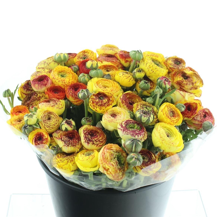 <h4>Ran El Sr Yellow Stripe Extra</h4>