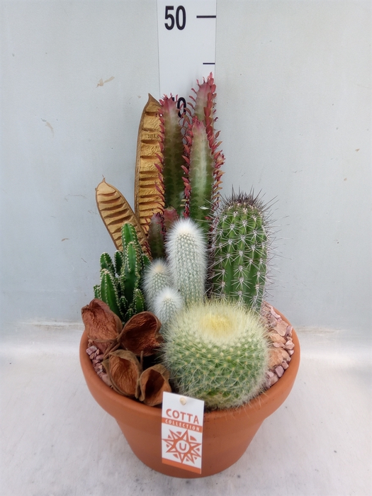 <h4>Arr.  Cactus H%</h4>