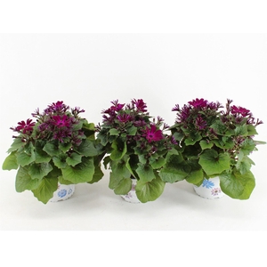 Pericallis cr. 'Mandala Magenta'