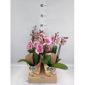 Phalaenopsis   ...lilac