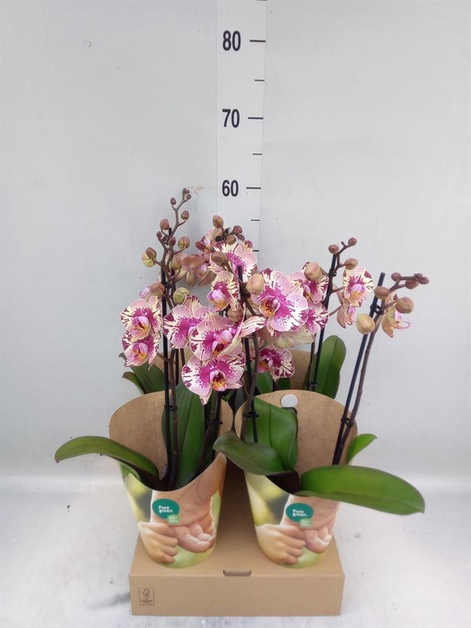 <h4>Phalaenopsis   ...lilac</h4>