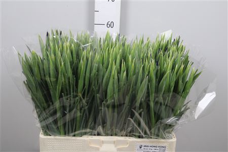 <h4>Iris Hong Kong</h4>