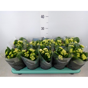Kalanchoe blos. 'Serenity Silk'