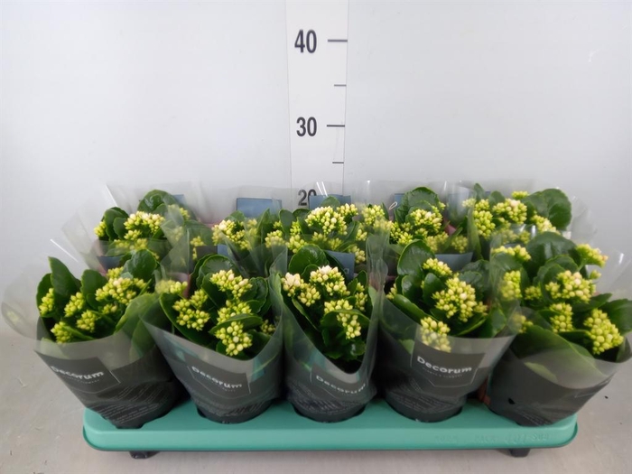 <h4>Kalanchoe blos. 'Serenity Silk'</h4>