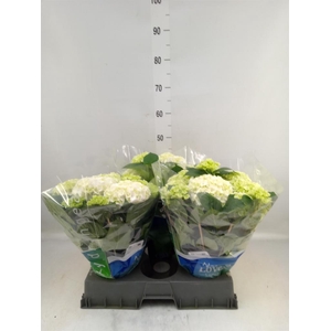 Hydrangea mac. 'Wudu'