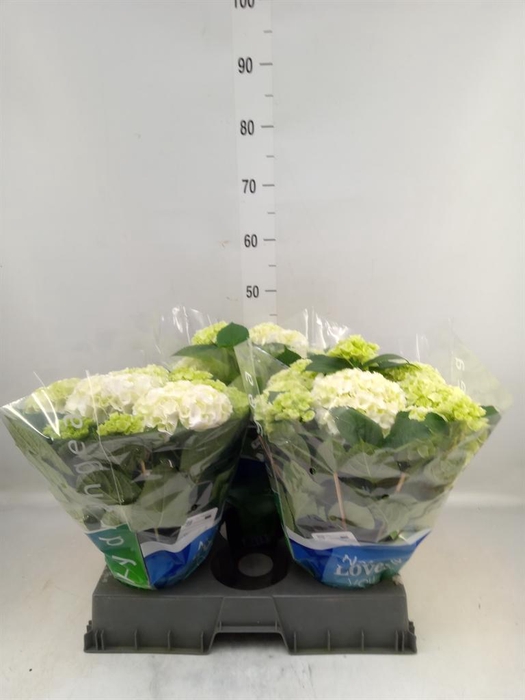 <h4>Hydrangea mac. 'Wudu'</h4>