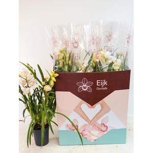 CYMBIDIUM WHITE 5 TAK P14