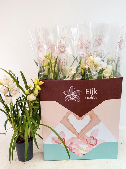 <h4>CYMBIDIUM WHITE 5 TAK P14</h4>