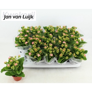 KALAN EN MORNE PINK