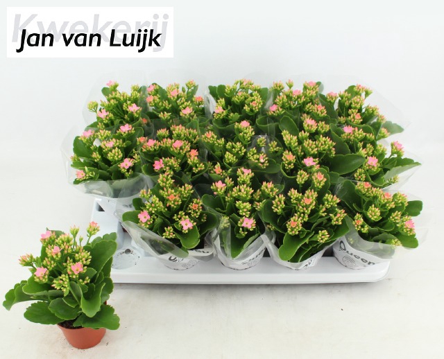 KALAN EN MORNE PINK
