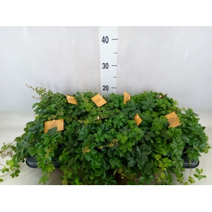 Parthenocissus  'Sugar Vine'