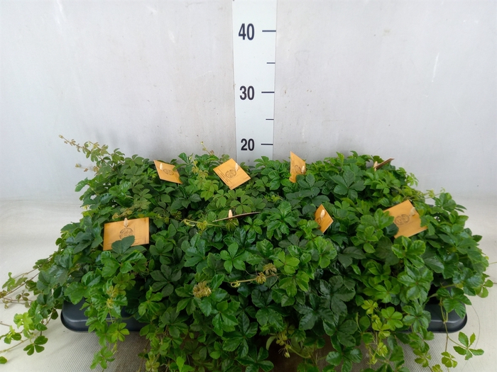 <h4>Parthenocissus  'Sugar Vine'</h4>