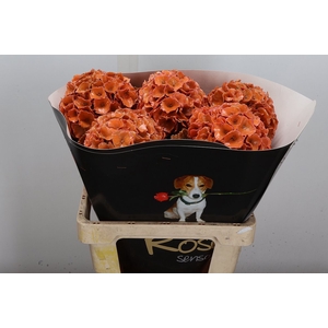 Wax Hydrangea Hydr Wax Oceana XL