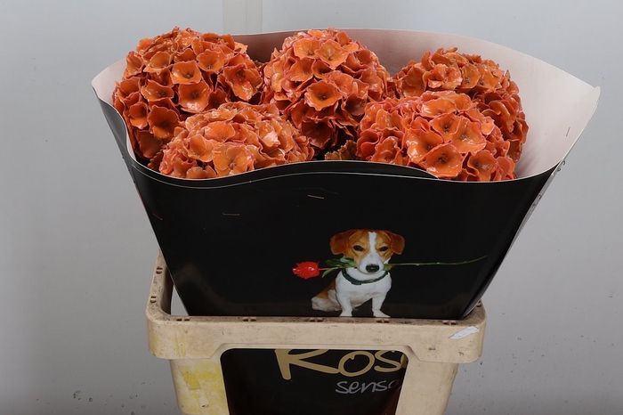 Wax Hydrangea Hydr Wax Oranje