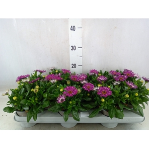 Osteospermum  'Astra Purple Spoon'