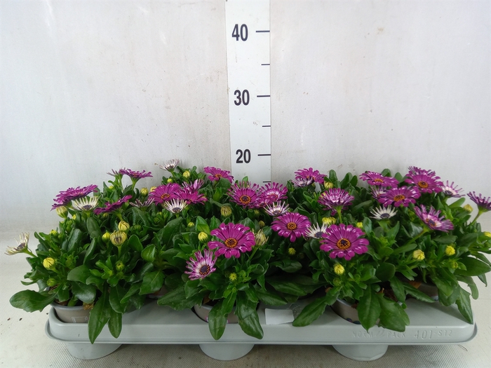 <h4>Osteospermum  'Astra Purple Spoon'</h4>