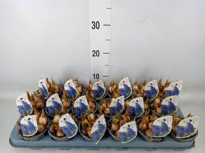 <h4>Muscari  'Lindsay'</h4>