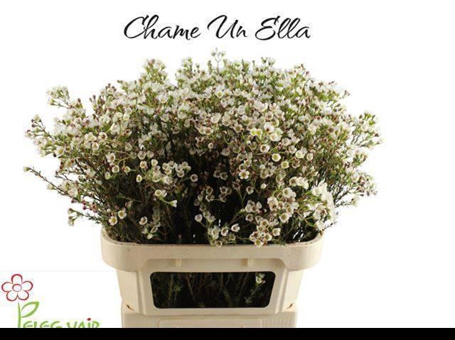 <h4>CHAME UN ELLA</h4>