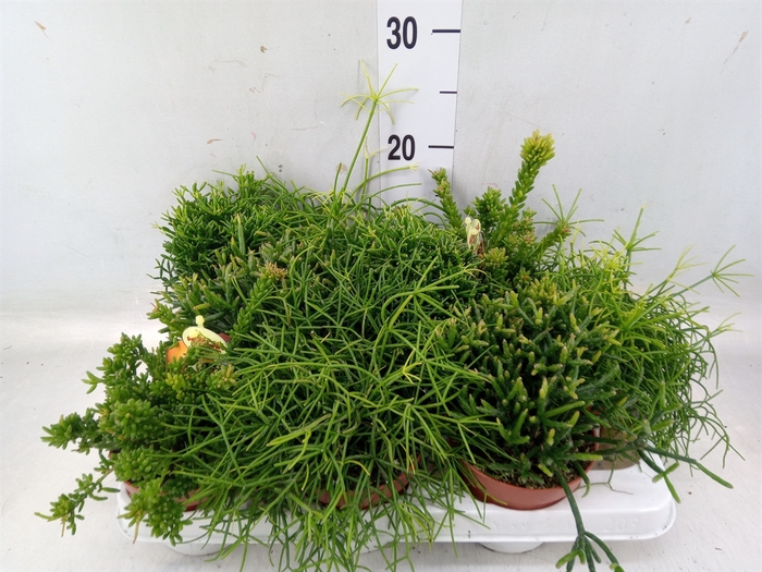 <h4>Rhipsalis   ...mix</h4>