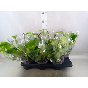 Epipremnum pinn.   HG