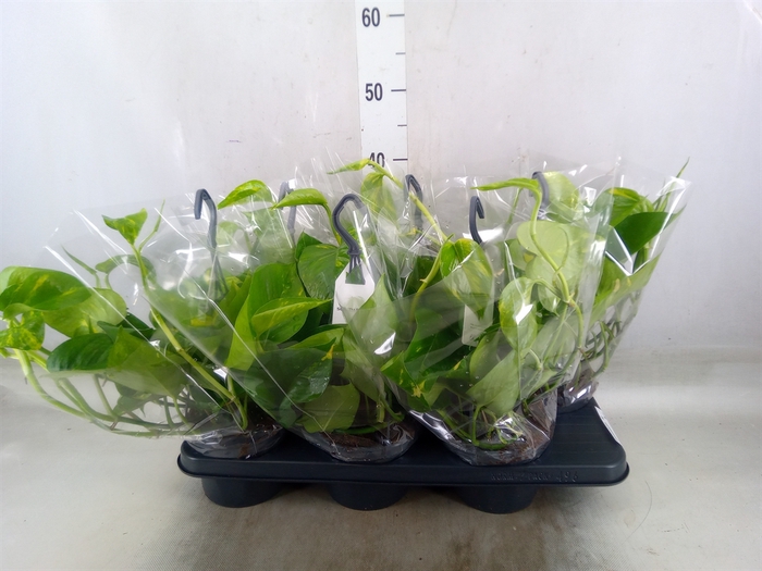 <h4>Epipremnum pinn.   HG</h4>