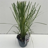 Cortaderia selloana Rosea