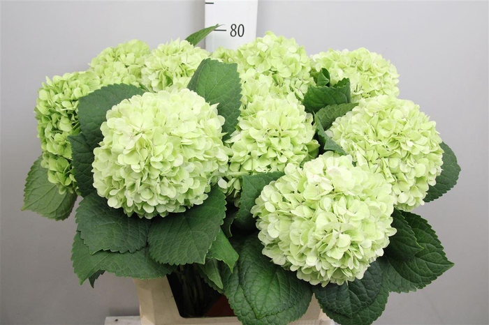 <h4>Hydr Cl M Ivoor</h4>