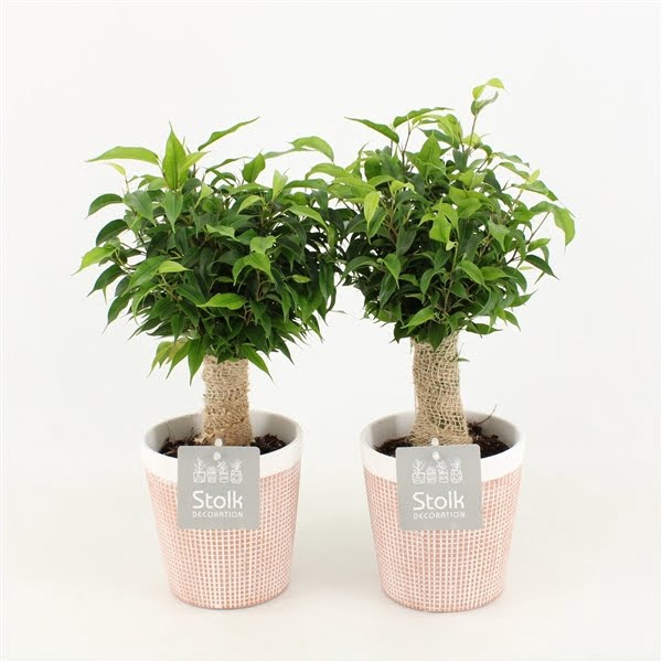 <h4>Ficus Benjamina Natasja in Terracotta Pot</h4>