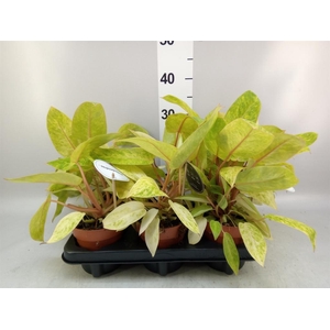Philodendron   ...
