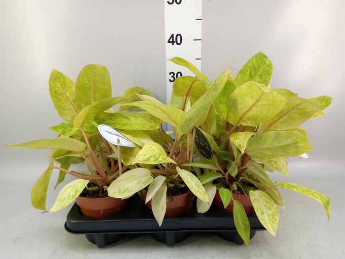<h4>Philodendron ...</h4>