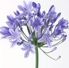 AGAPANTHUS AZUL