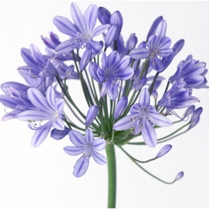 AGAPANTHUS AZUL