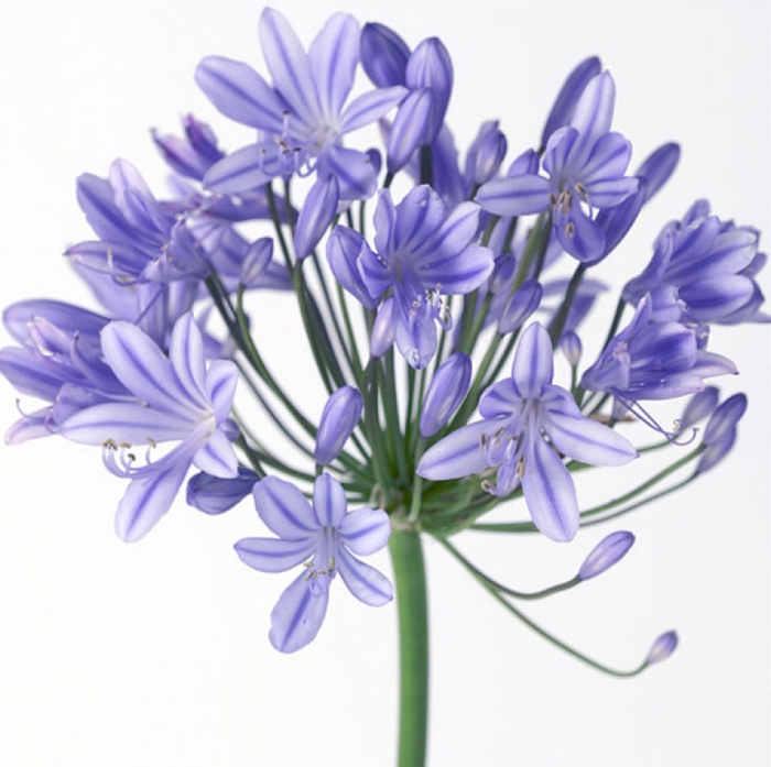 AGAPANTHUS AZUL
